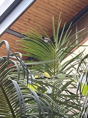 Spermestes cucullata