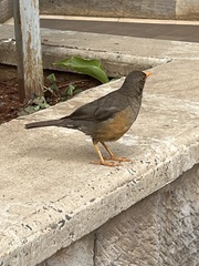 Turdus abyssinicus