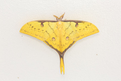 Actias parasinensis