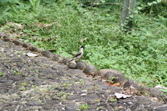 Pycnonotus aurigaster