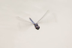 Indothemis carnatica