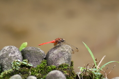 Orthetrum testaceum