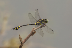 Ictinogomphus pertinax