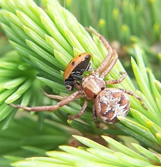 Xysticus punctatus