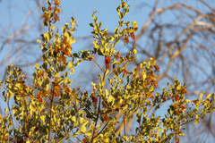 Grevillea wickhamii
