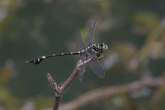 Ictinogomphus pertinax