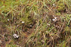 Hygrocybe reesiae