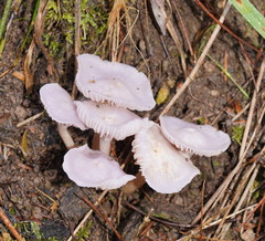 Hygrocybe reesiae