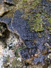 Pannaria conoplea