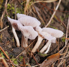 Hygrocybe reesiae