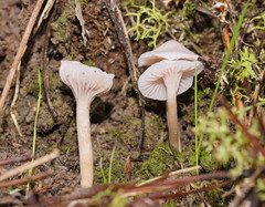 Hygrocybe reesiae