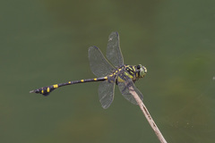 Ictinogomphus pertinax