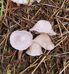 Hygrocybe reesiae