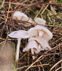 Hygrocybe reesiae