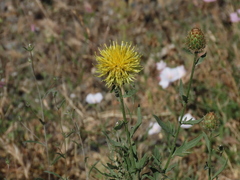 Centaurea collina