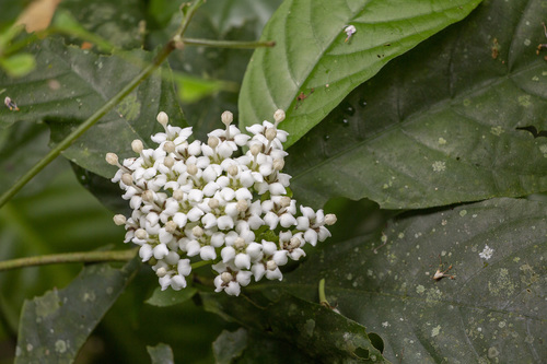Duperrea pavettifolia