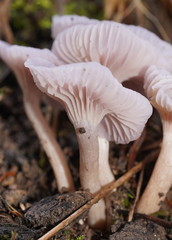 Hygrocybe reesiae