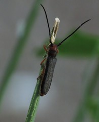 Oberea erythrocephala