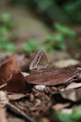 Mycalesis