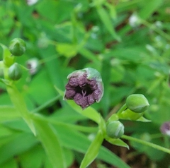 Microbotryum stellariae