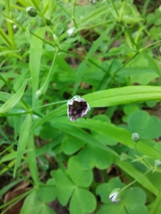 Microbotryum stellariae