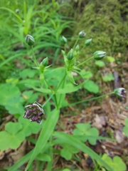 Microbotryum stellariae