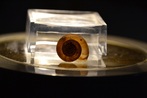 Lapidary Snail