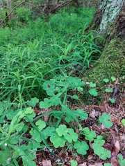 Microbotryum stellariae