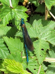 Calopteryx virgo