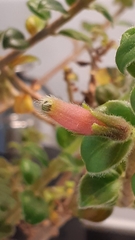 Columnea ovatifolia