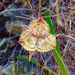 Calochortus tiburonensis