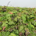 Parablechnum ryanii - Photo (c) Thomas ARMAND, algunos derechos reservados (CC BY-NC), subido por Thomas ARMAND