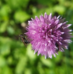 Cheilosia caerulescens