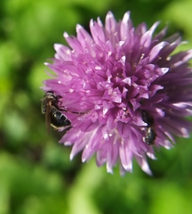 Cheilosia caerulescens