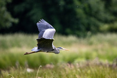 Ardea cinerea