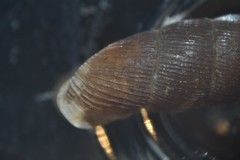 Macrogastra rolphii