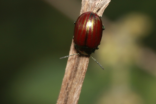 Chrysolina superba