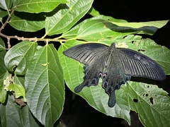 Papilio dialis