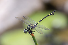 Ictinogomphus pertinax