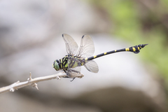 Ictinogomphus pertinax