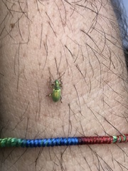 Phyllobius argentatus