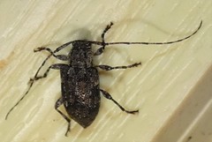 Astylopsis