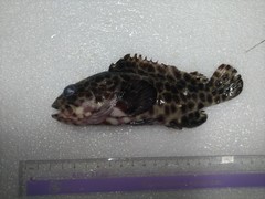Epinephelus quoyanus