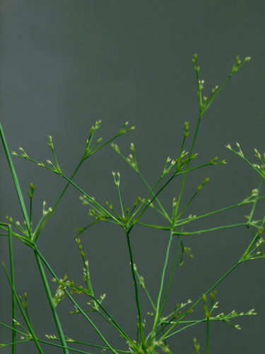 Image of Juncus diffusissimus by (c) Michael J. Papay, some rights reserved (CC BY)