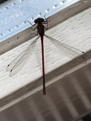 Pyrrhosoma