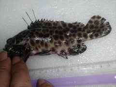 Epinephelus quoyanus