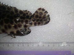 Epinephelus quoyanus