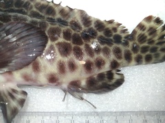 Epinephelus quoyanus