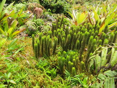 Phlegmariurus sieberianus