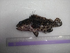 Epinephelus quoyanus